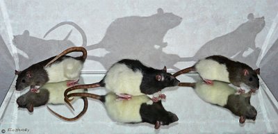 Reflections of the Girlie Rats