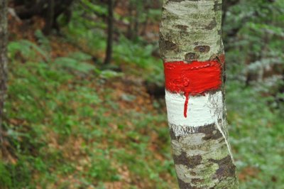 Segnasentiero su albero