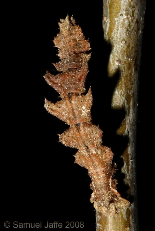 Nemoria sp. bistriaria? (Emerald Moth)