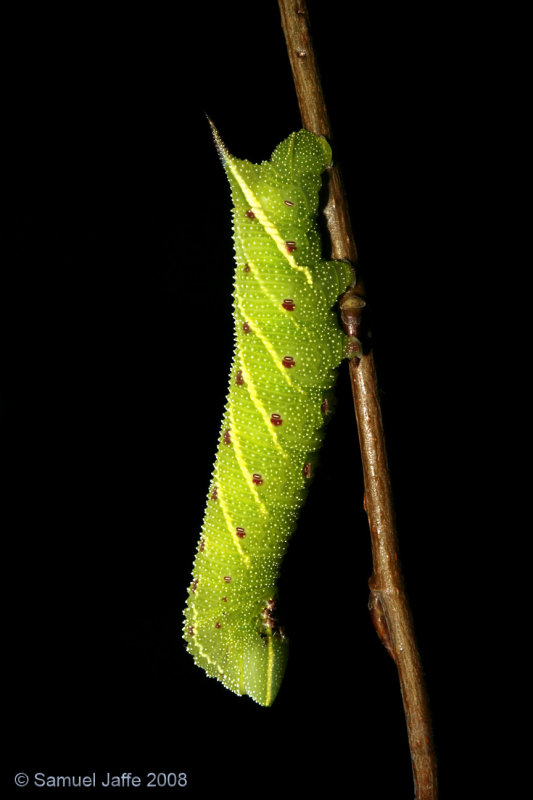 Smerinthus jamaicensis (Twin-spotted Sphinx)