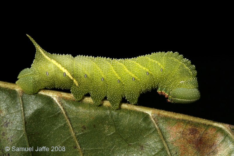 Paonias excaecatus (Blinded Sphinx)