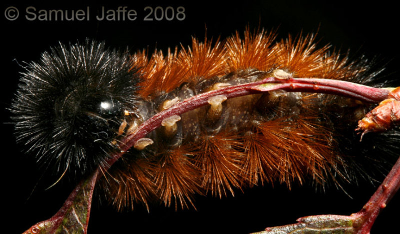 Wooly Bear Caterpillar