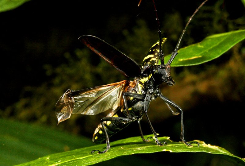 Monteverde Cerambycid Beetle