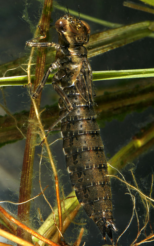Dragonfly Larva