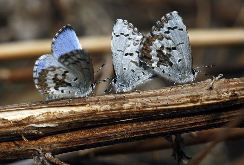 Celastrina ladon lucia - Spring Azure