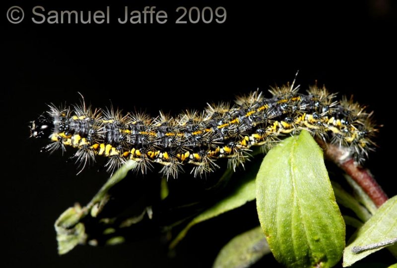 Haploa sp.clymene? - Tigermoth