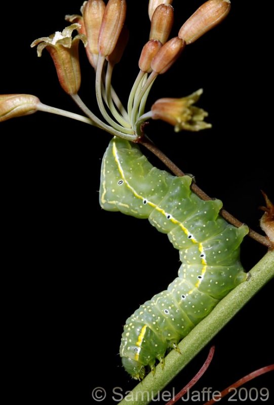 Amphipyra pyramidoides - Copper Underwing