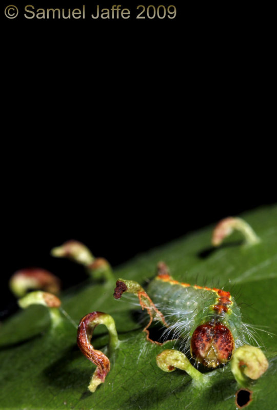 Acronicta hasta - Speared Cherry Dagger