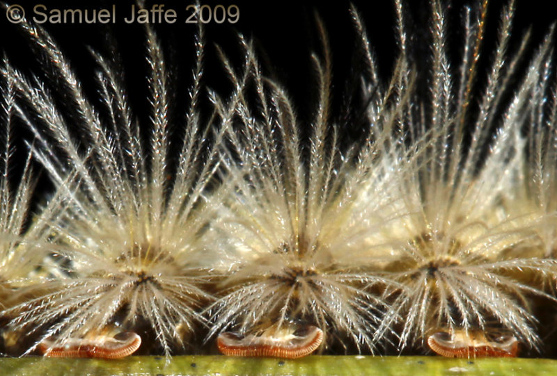 Dasychira basiflava - Yellow Based Tussock