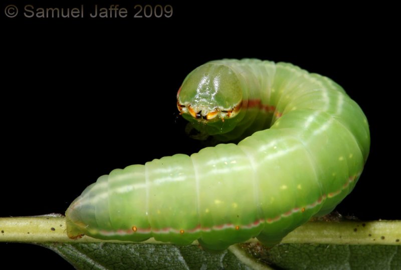 Peridea angulosa - Angulose Prominent