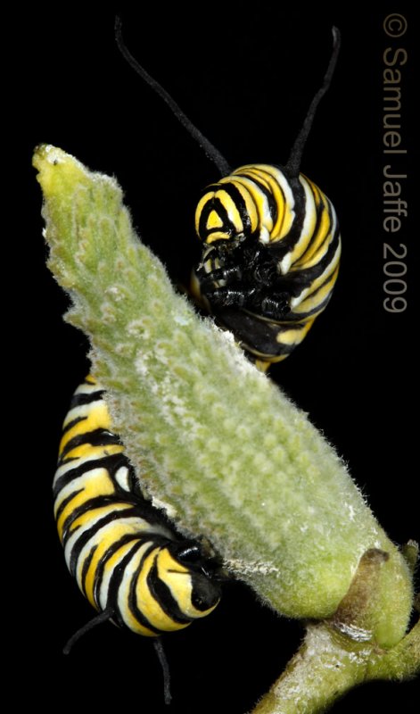 Monarch - Danaus plexippus