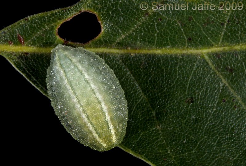 Apoda biguttata - Shagreened Slug