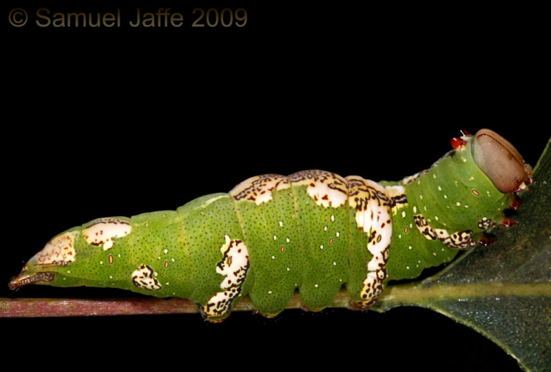 Heterocampa umbrata - White Blotched Prominent