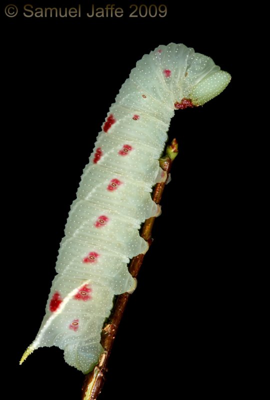 Paonias myops - Small-eyed Sphinx