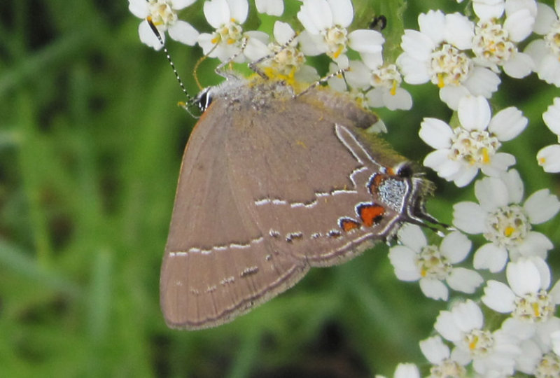 Oak Hairstreak