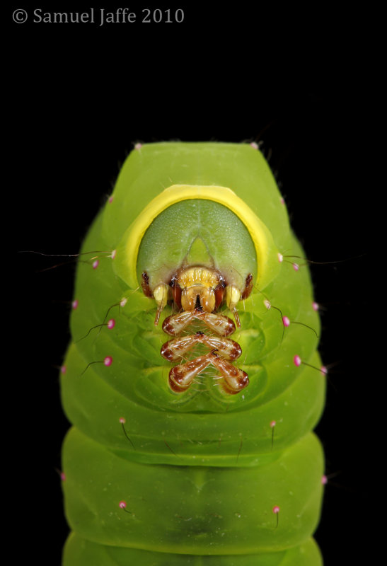 WALL of DIVERSITY: Luna Moth Face