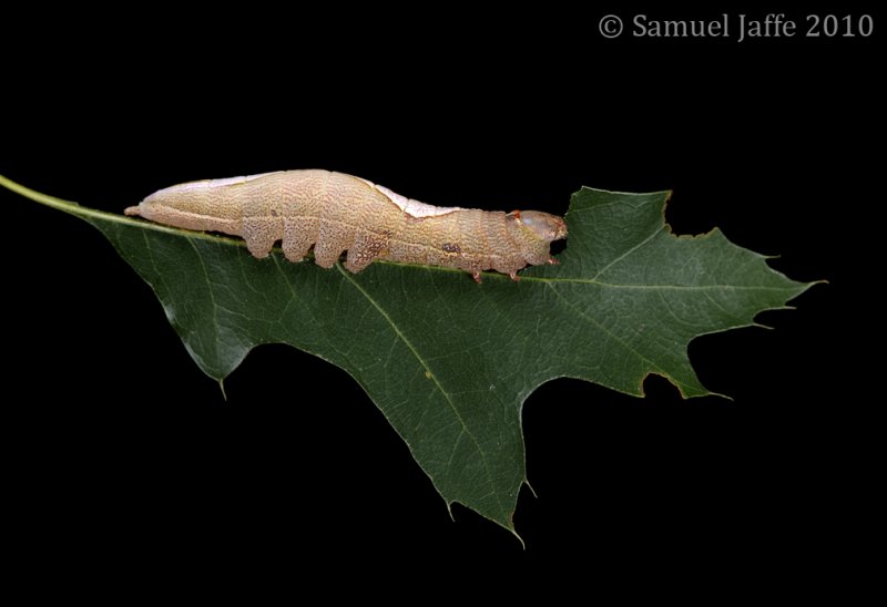 Heterocampa obliqua - Oblique Heterocampa