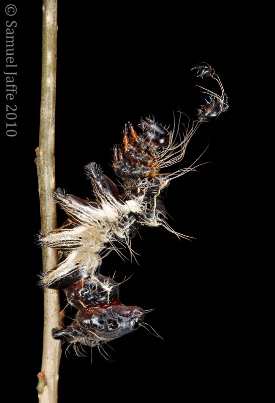 Harrisimemna trisignata - Harriss Three Spot