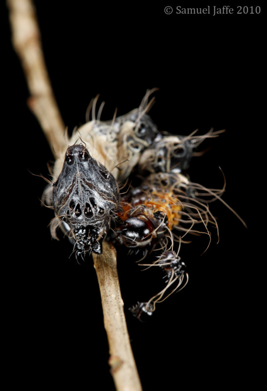 Harrisimemna trisignata - Harriss Three Spot
