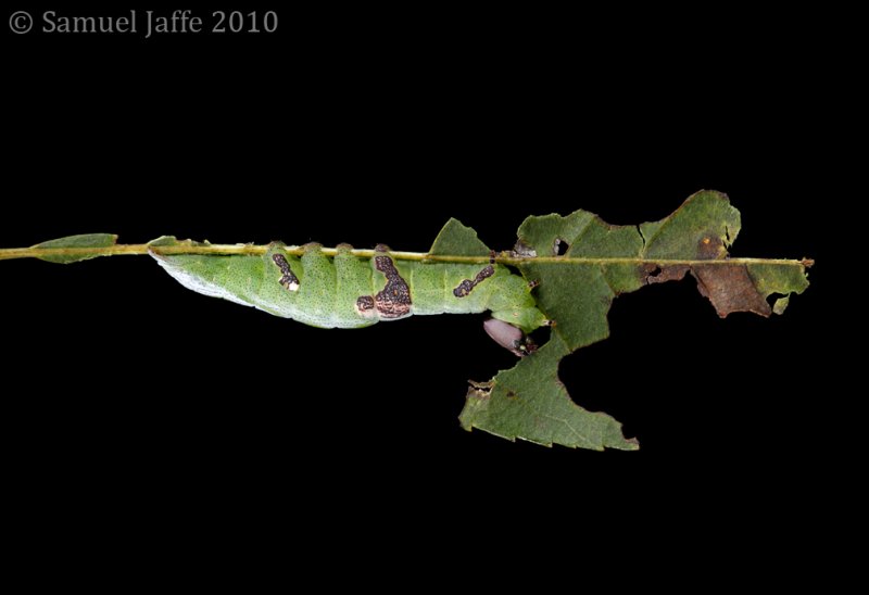  Life on the Leaf Edge - Wavy 21x31