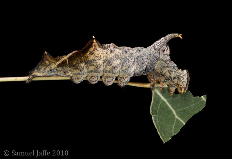 Oligocentria semirufescens - Red-washed Prominent