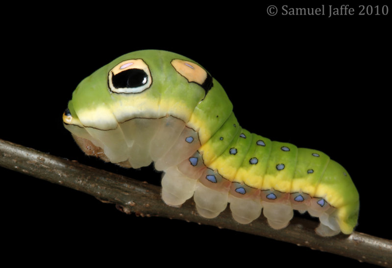 Papilio troilus - Spicebush Swallowtail