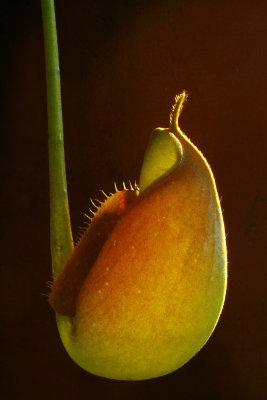 Nepenthes Carnivorous Plants