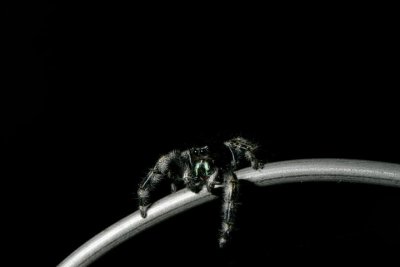 Phidippus audax (Bold Jumping Spider)