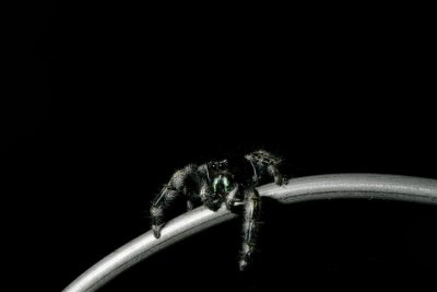 Phidippus audax (Bold Jumping Spider)