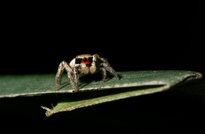 Habronattus sp. (Red-faced Jumping Spider)