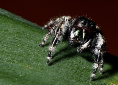 Phidippus audax (Bold Jumping Spider)