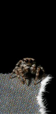Naphrys pulex?