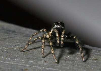 Parking Lot Jumping Spiders