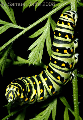 Papilio polyxenes (Black Swallowtail)