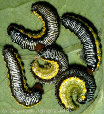 Evergestis rimosalis (cross-striped cabbage worm)
