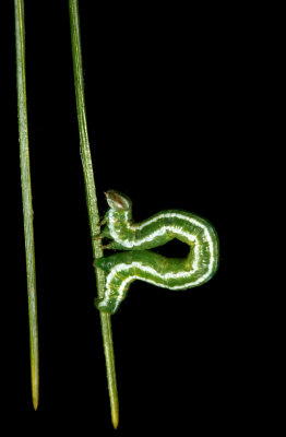 Macaria sp. bisignata? (Red-headed Inchworm)