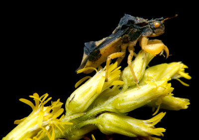 Phymata pennsylvanica (Jagged Ambush Bug)