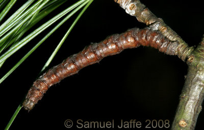 Caripeta piniata (Northern Pine Looper)