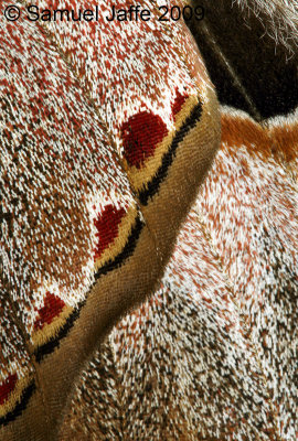 Rothschildia orizaba orizaba Wing Detail