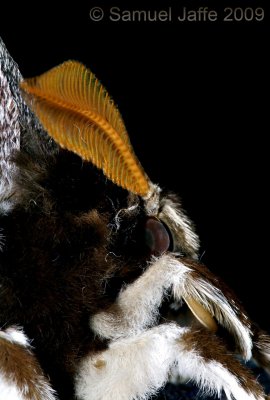 Rothschildia orizaba orizaba Head Detail