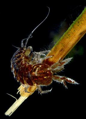 Aquatic Isopod - Asellus