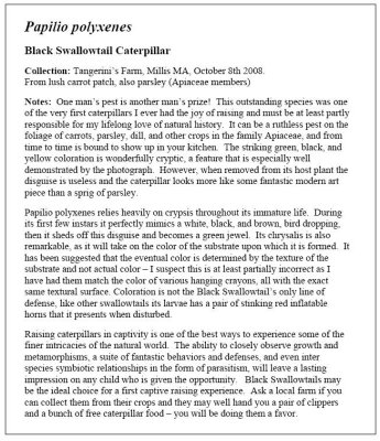 Black Swallowtail Essay