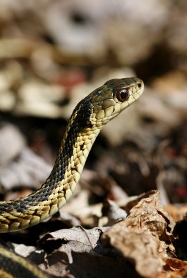 Thamnophis sirtalis sirtalis - Garter Snake