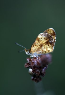 Pearl Crescent