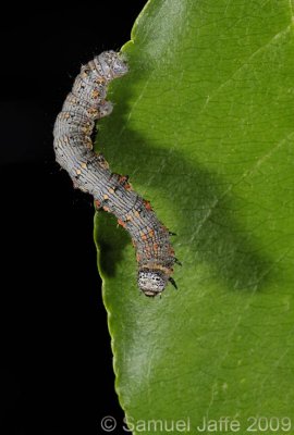 Phigalia titea - Halfwing Geometer