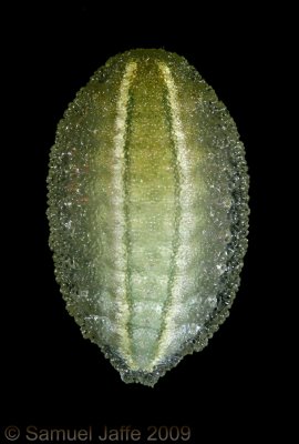 Apoda biguttata - Shagreened Slug