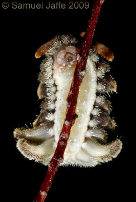 Phobetron pithecium - Monkey Slug