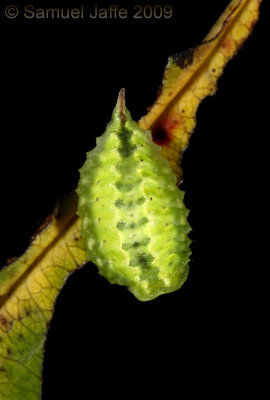 Packardia elegans - Elegant Tailed Slug