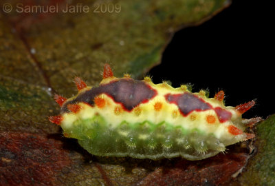 Adoneta spinuloides - Purple-crested Slug