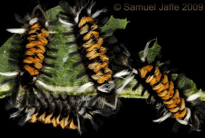 Euchaetes egle - Milkweed Tussock Caterpillar